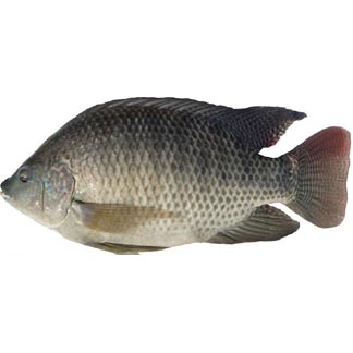 TILAPIA FISH (IQF) 1kgX10